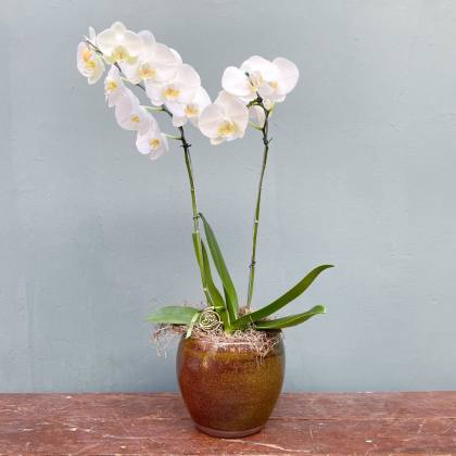 ORQUIDEA EN CERAMICA